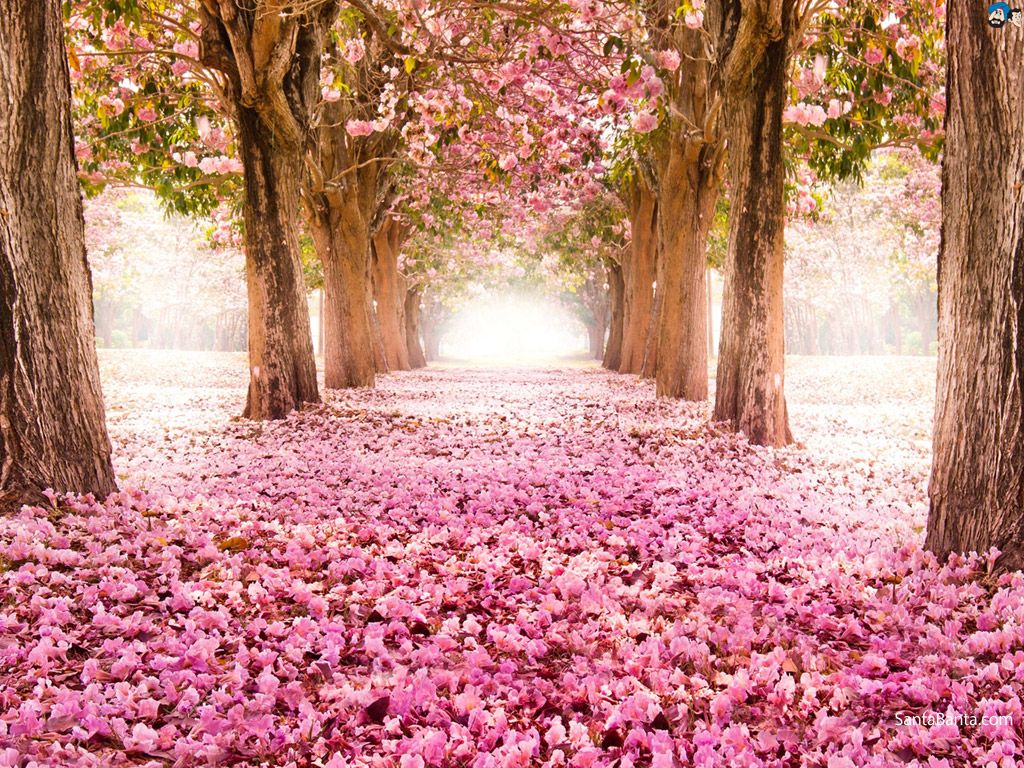 1024x768 Fondo de pantalla de Cherry Blossoms de Flor de cerezo, Flores -  Todo fondos