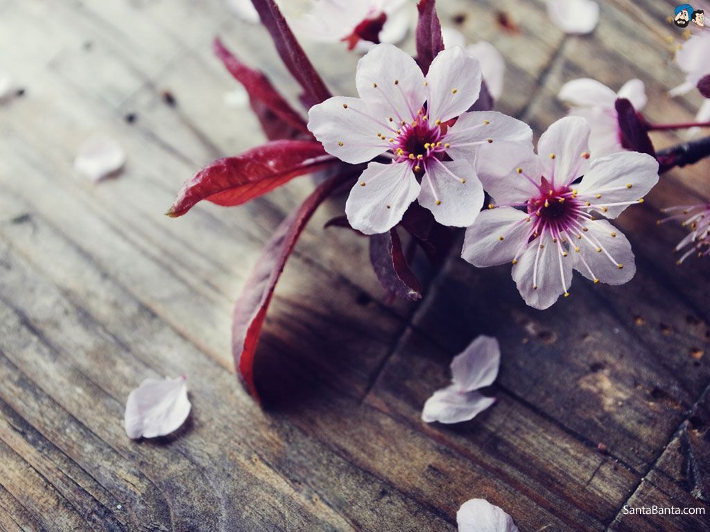 1024x768 La imagen para la flor de cerezo es hermosa flores japonesas de  Flor de cerezo, Flores - Todo fondos