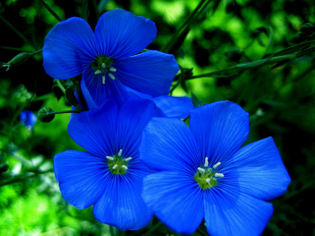 1024x768 Tipos de nombres de flores azules Imagen, Flores azules para la  boda de Flores, Flores rojas blancas y azules - Todo fondos