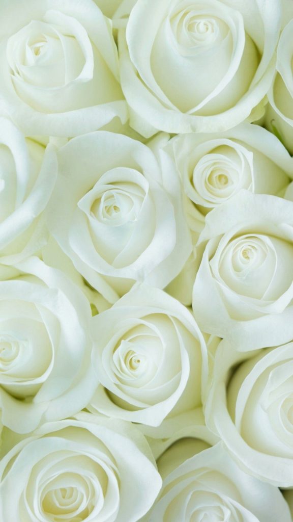 1080x1920 Fondo de pantalla de flores blancas para Android móvil. Mejor HD  de Flores, Flores Blancas - Todo fondos