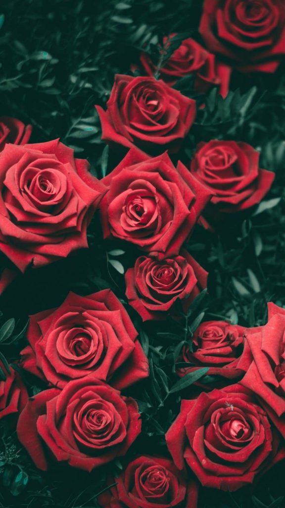 1080x1920 Papelera de rosa roja. Impresionante fondo de pantalla móvil. Rosa  de Flores, Rosas rojas - Todo fondos
