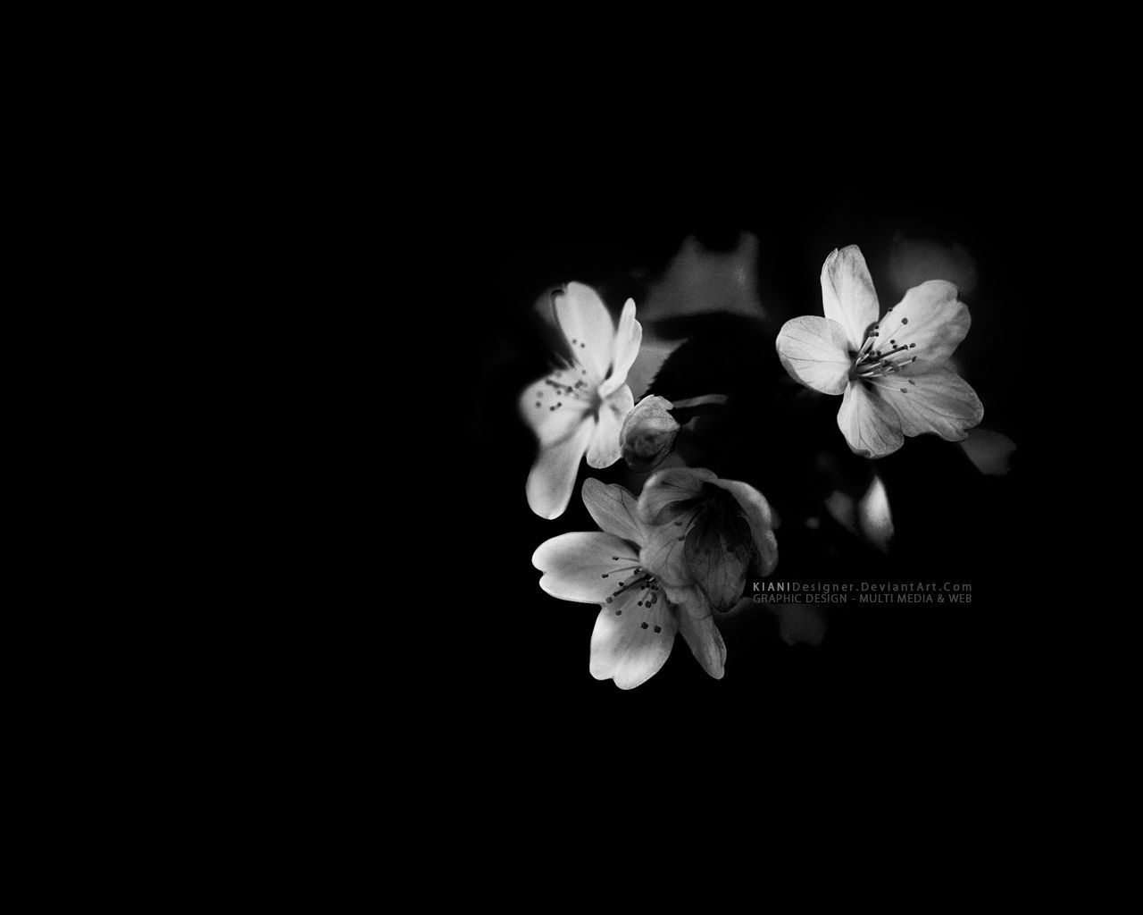 1280x1024 Fondo de pantalla de flores negras de Flores, Flores Blanco y  Negro - Todo fondos
