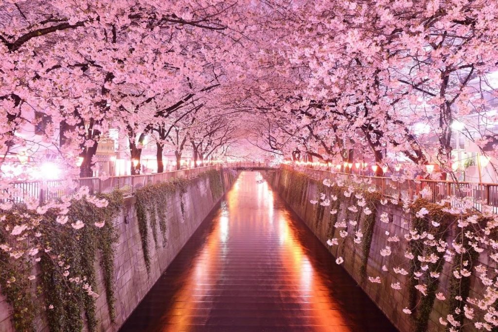 1348x900 Fondo de pantalla de Cherry Blossom. Pulso de papel tapiz HD de  Flor de cerezo, Flores - Todo fondos