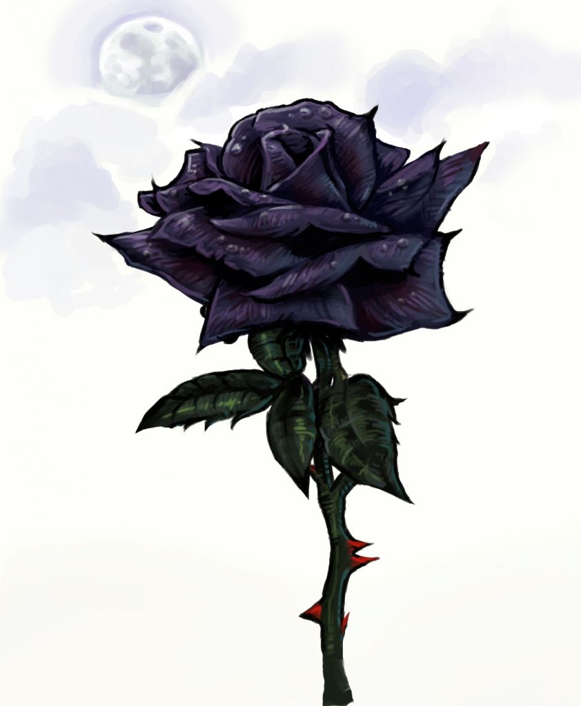 1440x1752 Imagen de rosas negras Papel de pantalla y foto de fondo Black  Rose HD de Flores, Rosa negro - Todo fondos