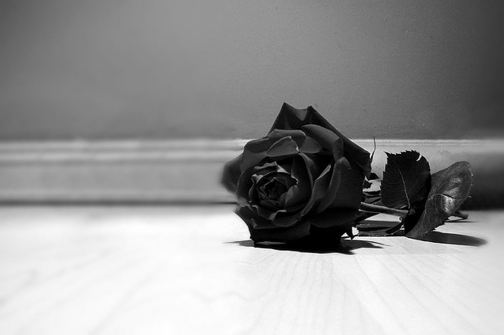 1440x959 Flores: Flor de rosa negra Blanca Increíble fondo de pantalla de  escritorio para HD de Flores, Rosa negro - Todo fondos