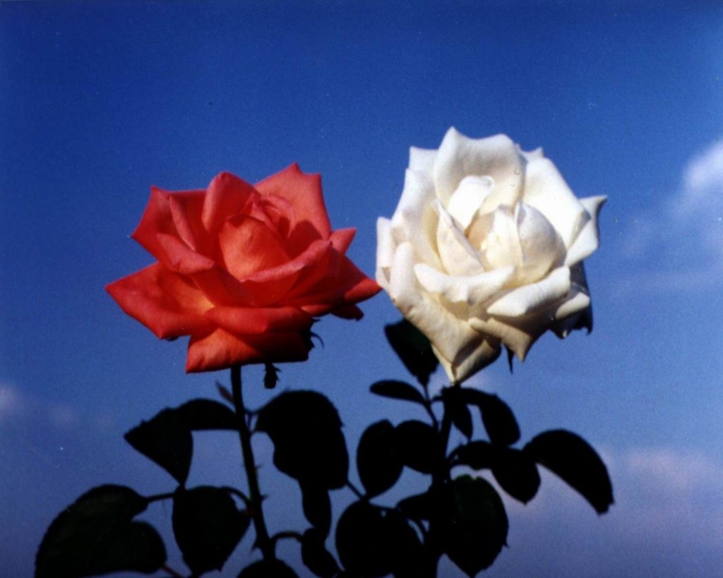 1500x1200 flores de flores rosas rojo blanco rosa fondos de pantalla de  Flores, Flores rojas blancas y azules - Todo fondos