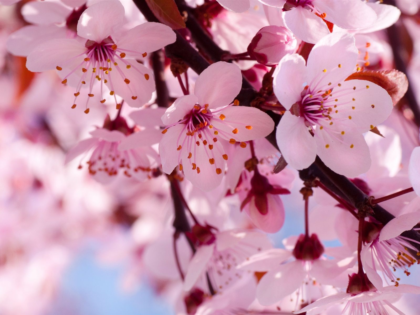 1600x1200 Imagen de la flor de cerezo Hermosa flor de cerezo ♡ papel tapiz  HD de Cerezo flores, Flores - Todo fondos