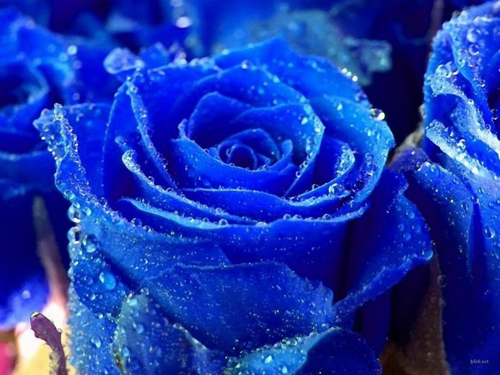 1600x1200 Rosas verdes y azules Rosas azules Imagen 1. Jardín de rosas de  Flores, Flores rojas blancas y azules - Todo fondos