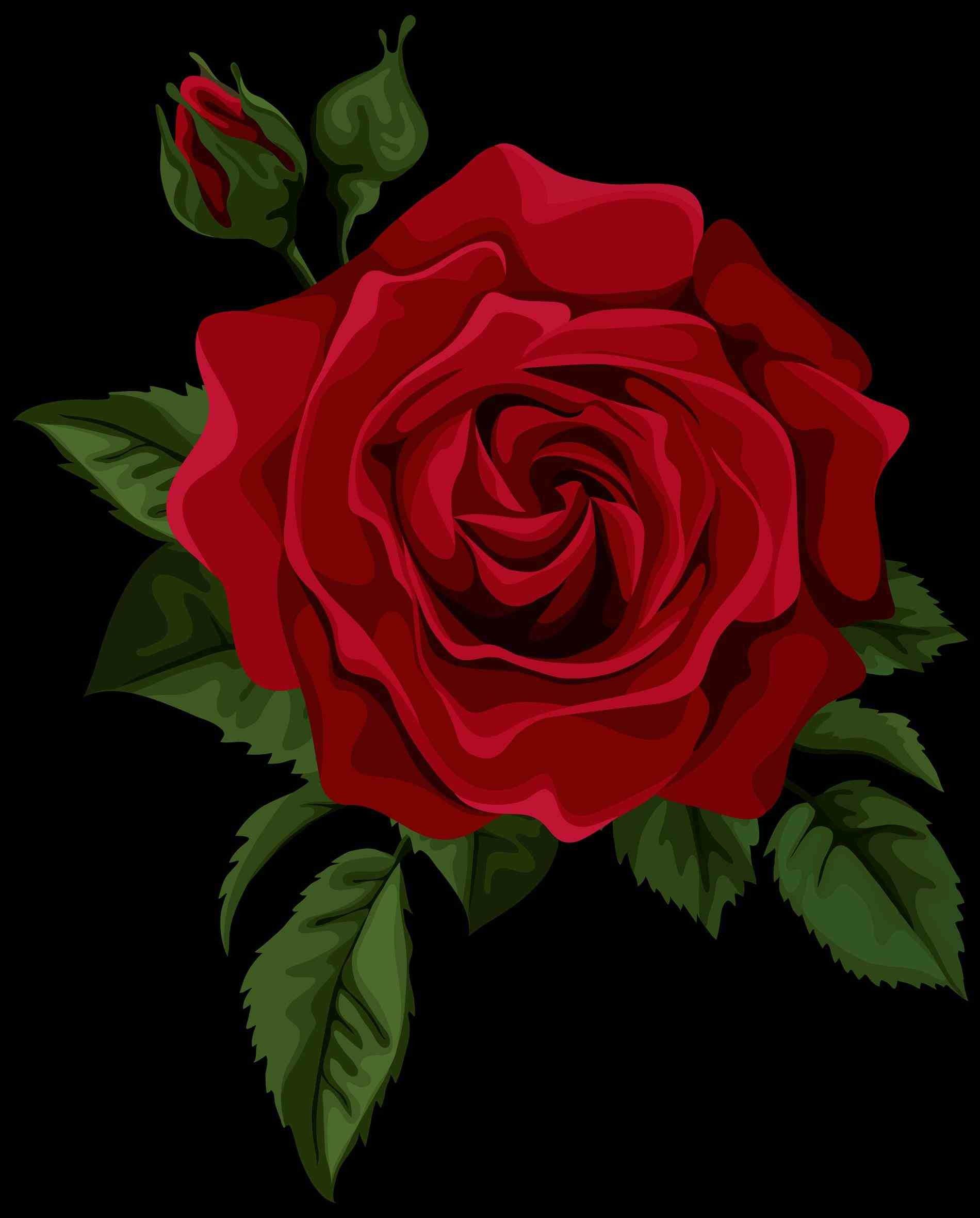 1900x2361 Fondo de pantalla de rosa roja individual de Flores, Rosa - Todo  fondos