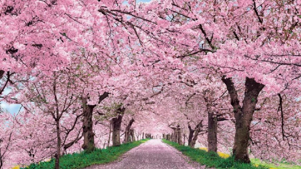 1920x1080 Fondo de pantalla de Blossom de cerezo japonés 29 - Obtenga el  fondo de pantalla HD gratis de Flor de cerezo, Flores - Todo fondos