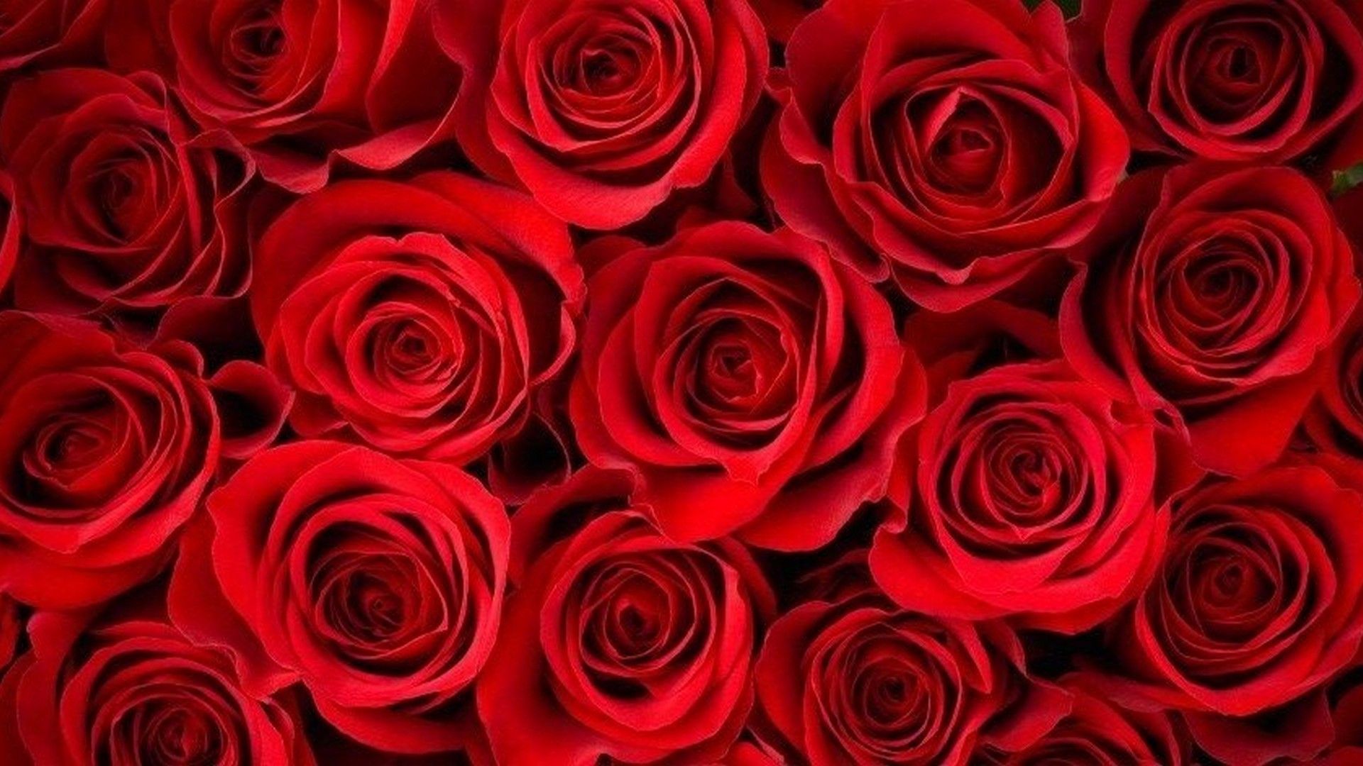 1920x1080 HD Rose Rose Wallpaper. Portadas de línea de tiempo. Fondo de rosa  de Flores, Rosas rojas - Todo fondos