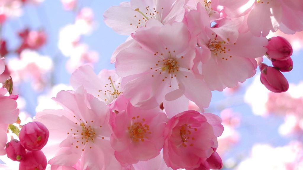 1920x1080 Imagen de la flor de cerezo Hermosa flor de cerezo ♡ Fondo de  pantalla HD de Flor de cerezo, Flores - Todo fondos