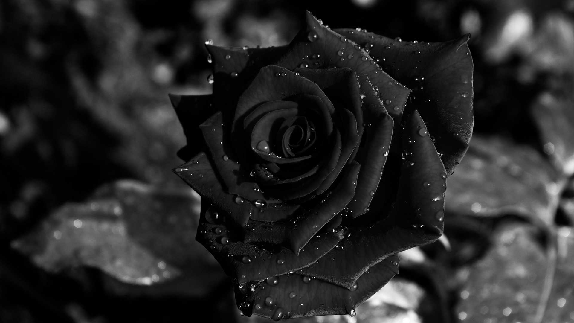 1920x1080 Trends de fondo de rosas negras con imagen de la imagen del fondo  del fondo de pantalla de rosa de Flores, Rosa negro - Todo fondos