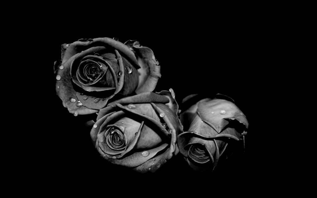 1920x1200 Flores blancas y negras Fondo de pantalla HD de Flores, Flores  Blanco y Negro - Todo fondos
