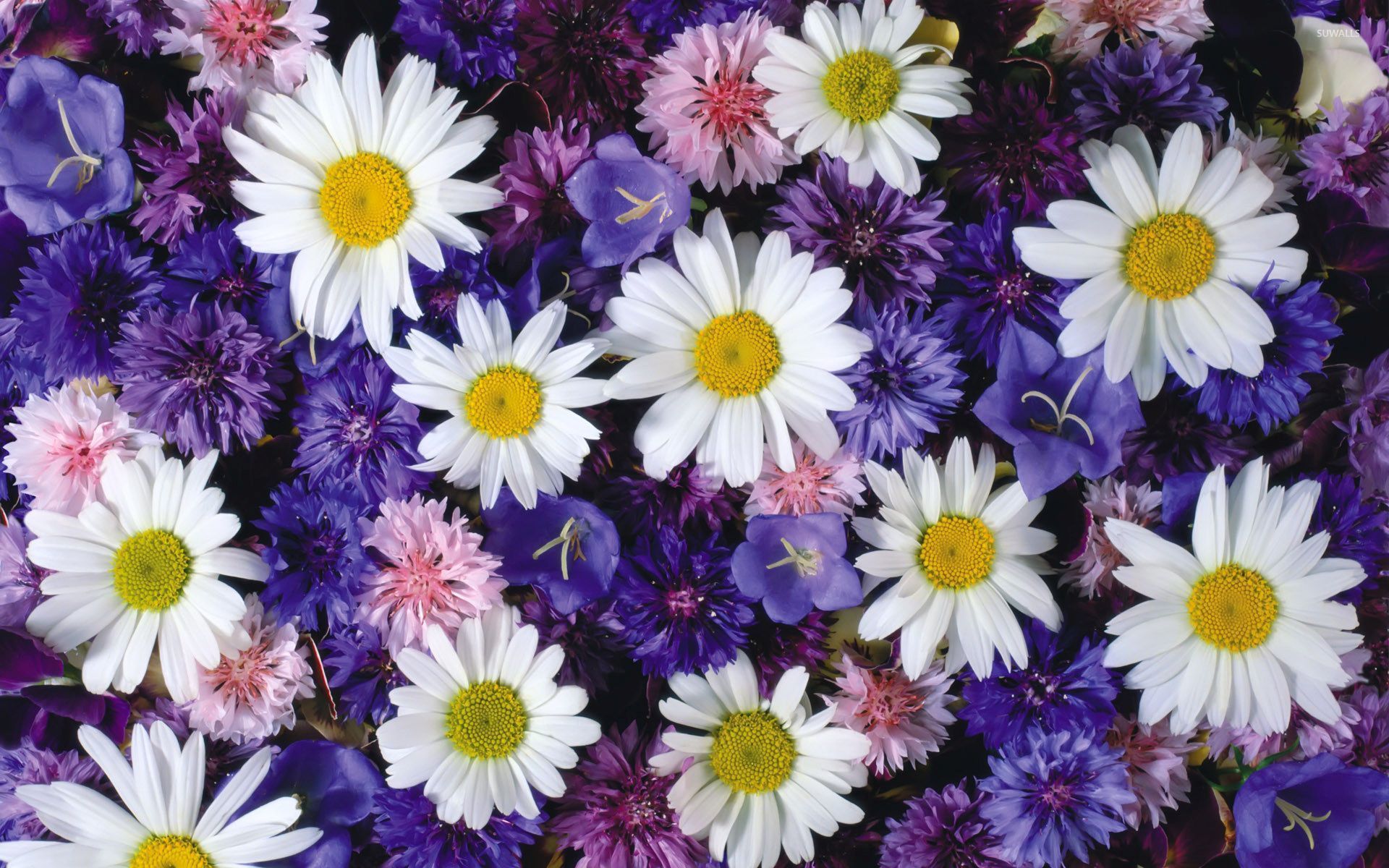 1920x1200 margaritas blancas entre el fondo de pantalla de las flores  moradas - flor de Flores, Margarita - Todo fondos