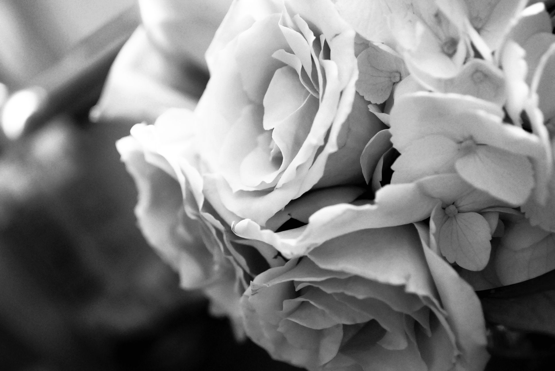 1936x1296 Flores blancas y negras Fondo de pantalla HD de Flores, Flores  Blanco y Negro - Todo fondos