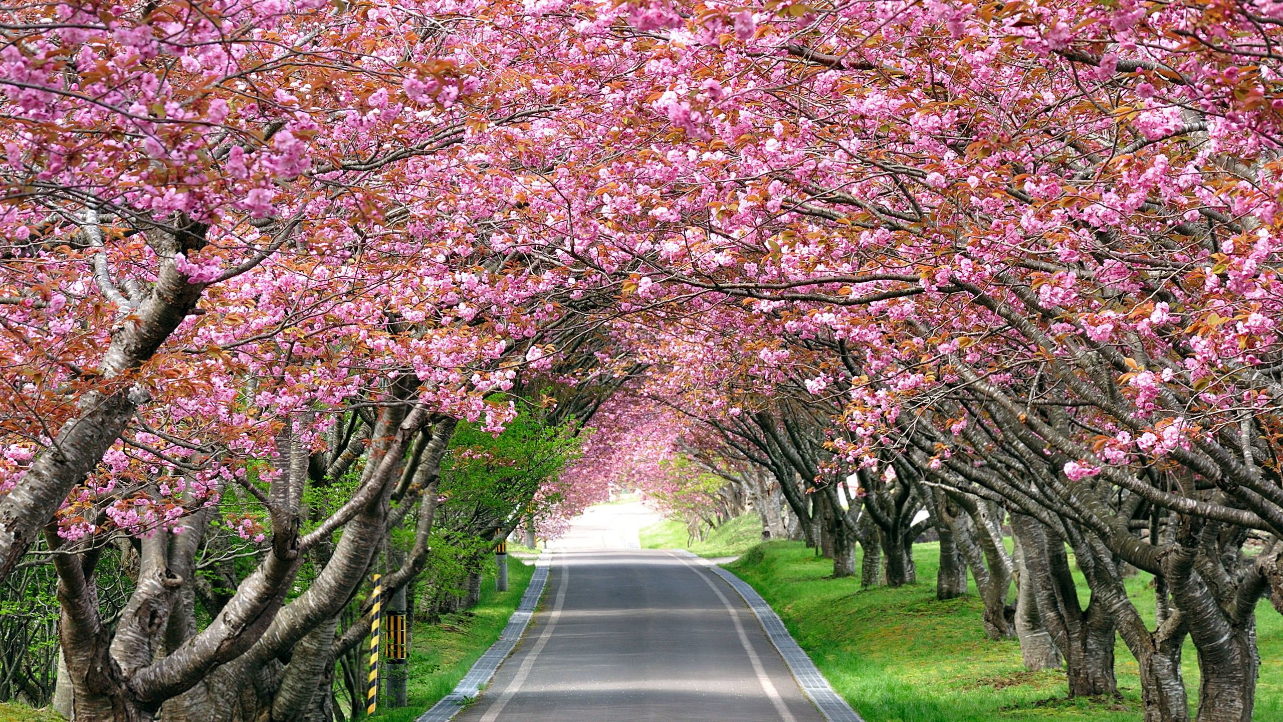 2560x1440 Fondo de pantalla Blossom Trees, Spring, HD, Nature de Flor de  cerezo, Flores - Todo fondos