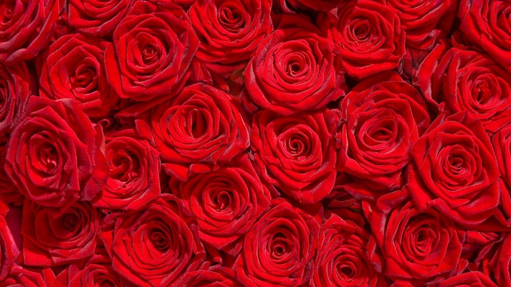 2560x1440 Fondo de pantalla de rosa roja de Flores, Rosas rojas - Todo  fondos