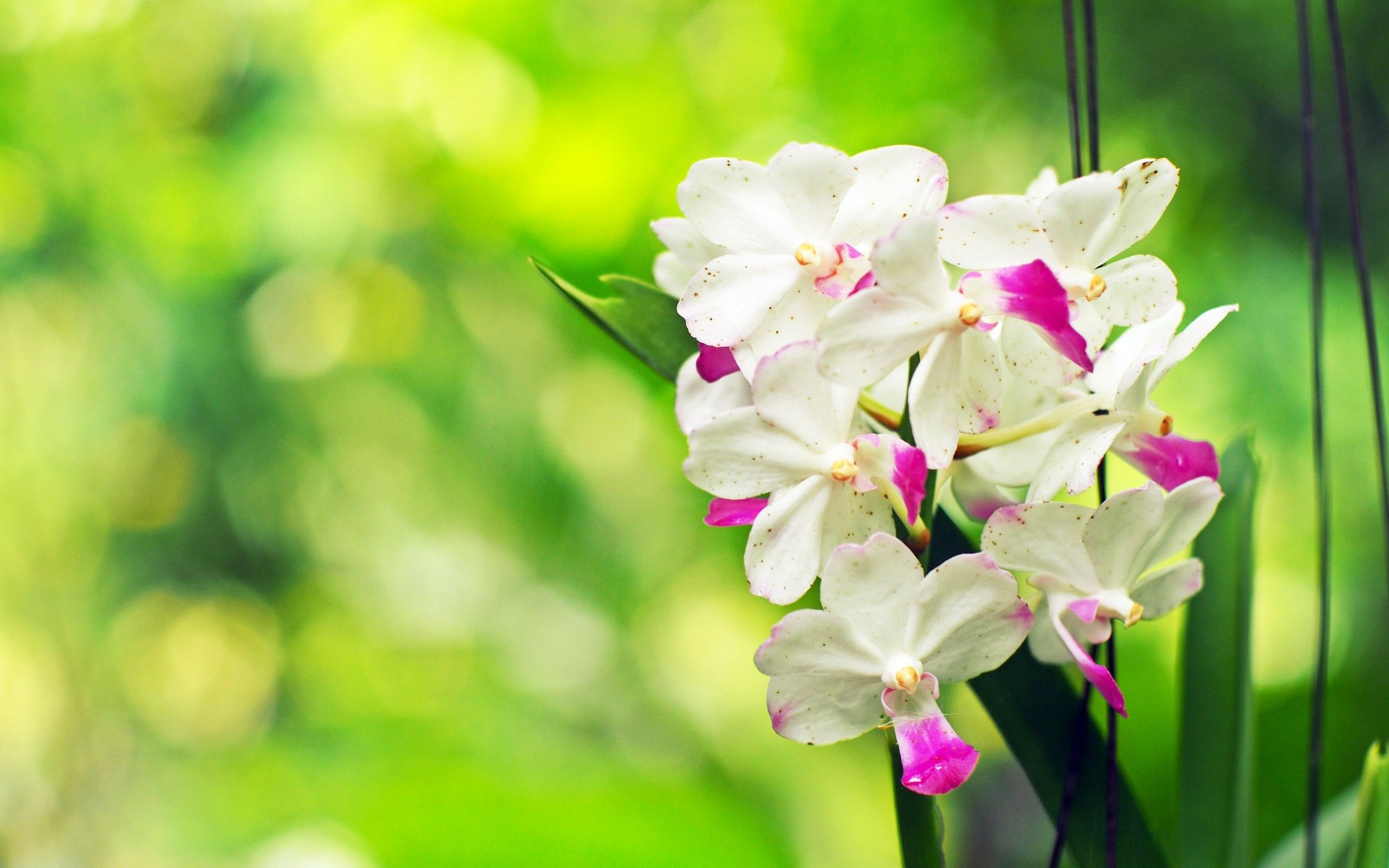 2560x1600 Fondo de pantalla de orquídeas blancas de Flores, Flores Blancas  - Todo fondos