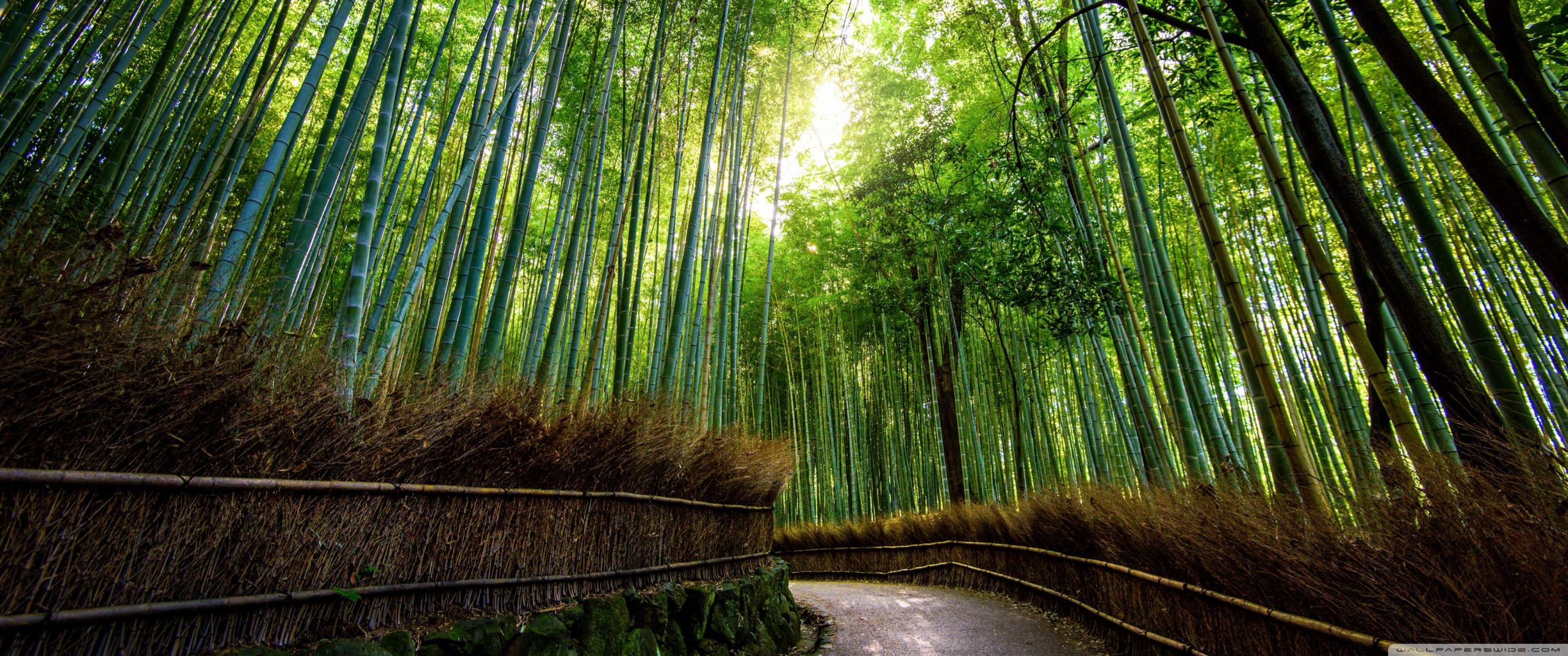 3440x1440 Bosque de bambú, Kyoto, Japón ❤ Fondos de escritorio 4K HD para 4K  Ultra de Japón, Viajes - Todo fondos