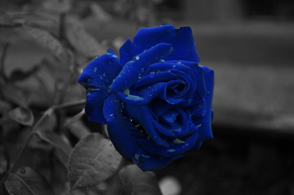 4288x2848 Papel de pantalla de rosas azules. Flores. Flores, plantas de  Flores, Flores rojas blancas y azules - Todo fondos