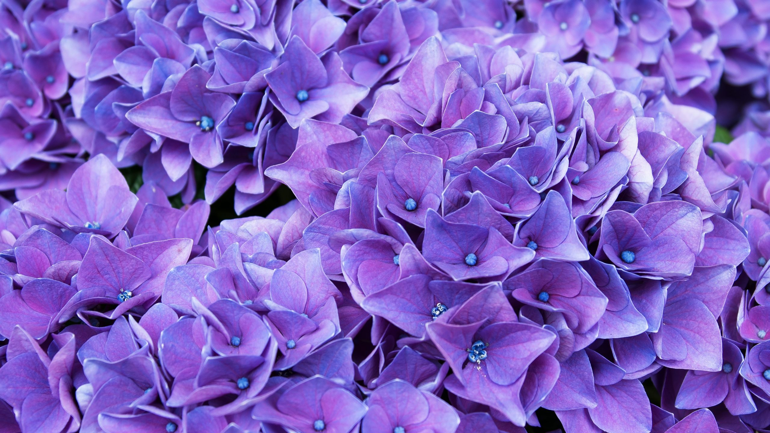 6000X3375 Flores de lila violeta 4K fondo de pantalla de Colores, Violeta -  Todo fondos