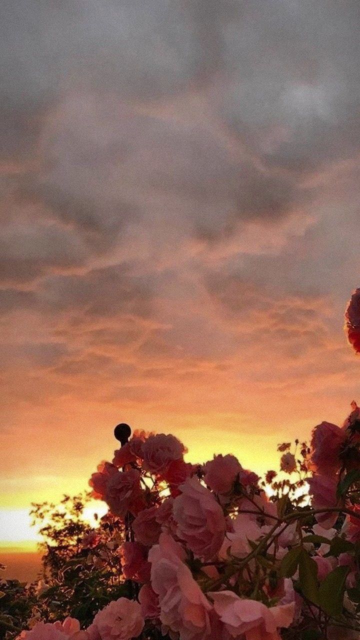 720x1280 Flores rosas al atardecer #Summer. Papelador de fotografía, Tumblr  de Aesthetic, Puesta de Sol Aesthetic - Todo fondos
