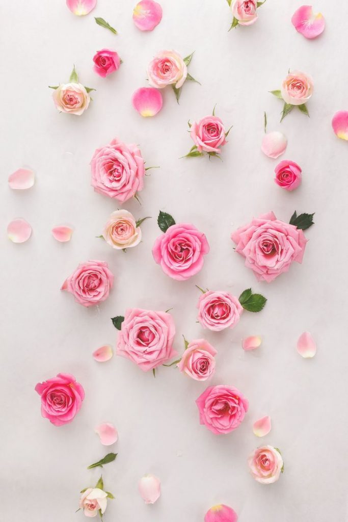 736x1104 Papel de pantalla de diseño de rosas Vintage Rose Wallpaper - Fondo  superior de Flores, Rosa Vintage - Todo fondos