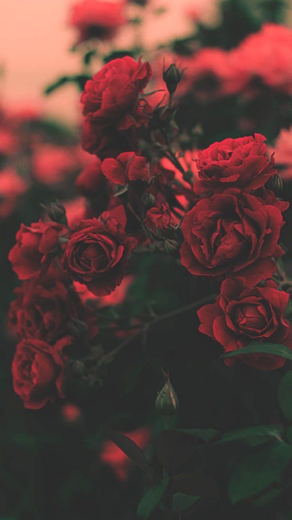 736x1308 Fondo de pantalla de iPhone de rosas florales por papel tapiz  preppy - rojo de Flores, Rosas rojas - Todo fondos