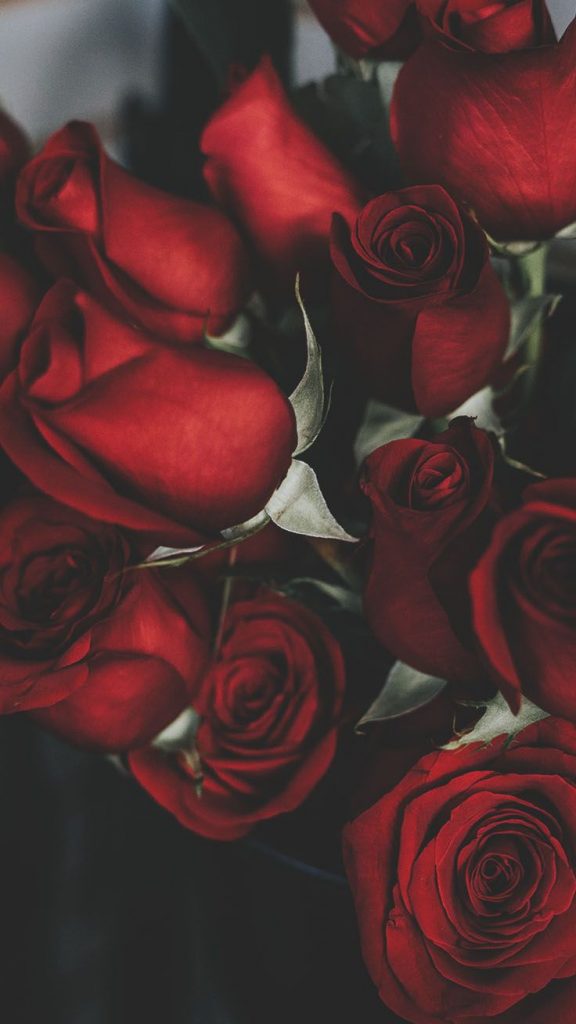 736x1308 Rosas románticas iPhone X Wallpaper de Flores, Rosas rojas - Todo  fondos
