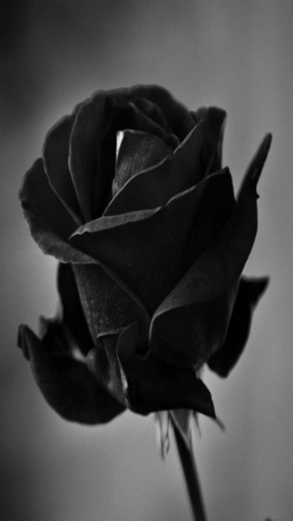 750x1334 abstracto de flores de rosa negra iPhone 5S HD Wallpaper de Flores,  Rosa negro - Todo fondos