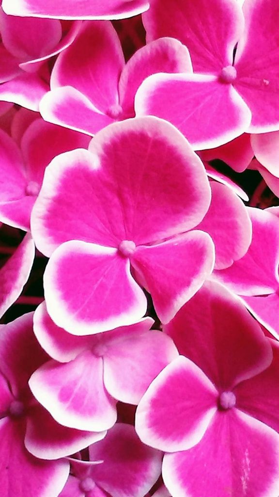 910x1618 HD Papel Wallpaper: hortensia, flor, fucsia, color rosa, floración  de Colores, Fucsia - Todo fondos