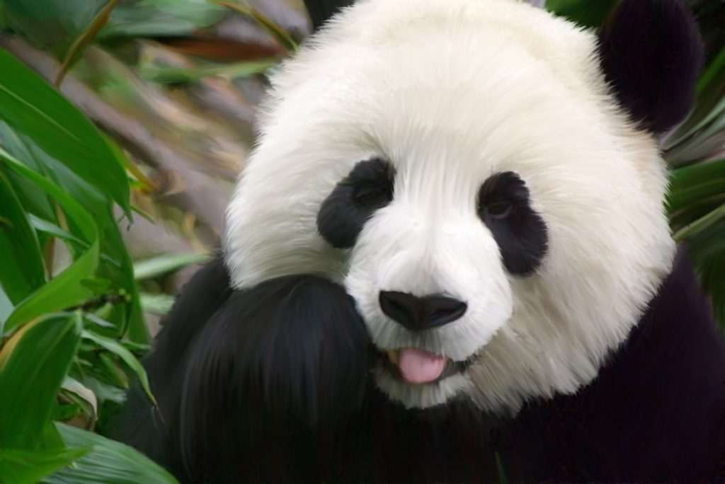 Fondo de pantalla de pandas Gratis de Animales, Pandas - Todo fondos