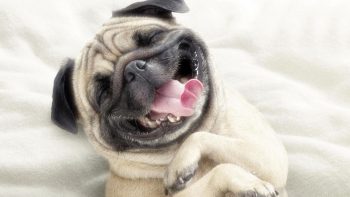 Perros sonriendo animales divertidos fondo de pantalla de Animales, Animales  graciosos - Todo fondos
