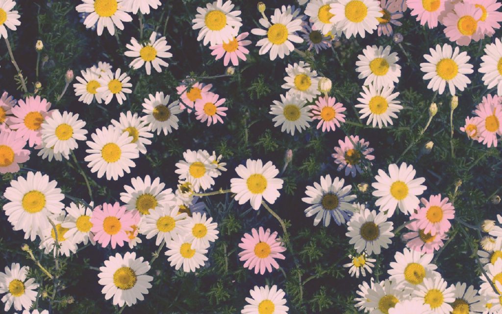 tumblr wallpaper para computadora. W A L L P A P P E R de Flores, Flores  vintage - Todo fondos